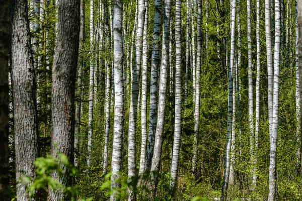 Forêt Naturelle Été Luxuriante Avec Des Buissons Troncs Arbres Mousse — Photo