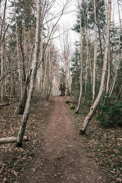 Schöner Schotterweg Fußweg Frühlingswald Bäume Ohne Blätter — Stockfoto