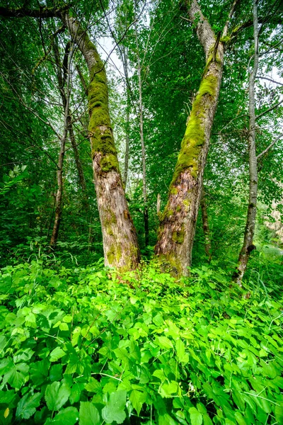 自然环境中森林里的巨大的老树干 — 图库照片