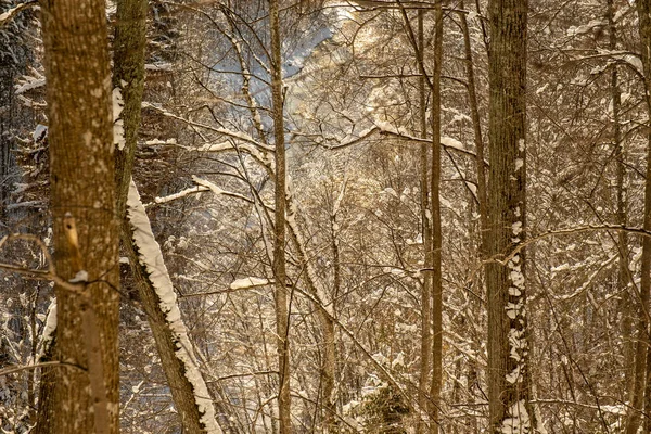 Zauberhafter Winterwald Mit Bäumen Unter Einer Schneedecke Sonniger Tag Land — Stockfoto