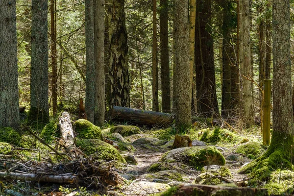 Naturalny Letni Las Bujny Krzewami Pniami Drzew Mchem Ziemi Rezerwat — Zdjęcie stockowe