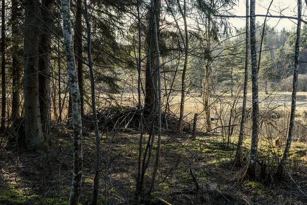 Stor Gammal Trädstam Skogen Naturlig Miljö — Stockfoto