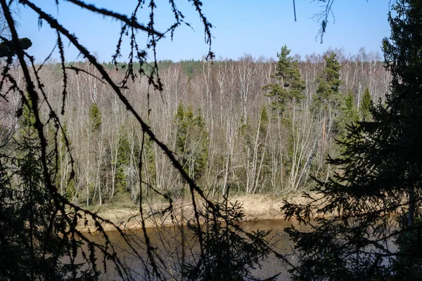 Forêt Naturelle Été Luxuriante Avec Des Buissons Troncs Arbres Mousse — Photo