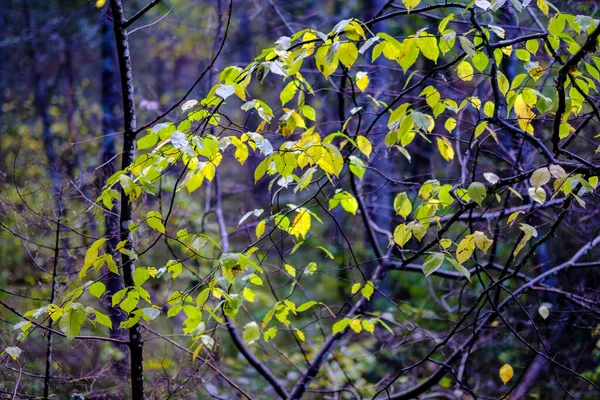 Pétale Abstrait Feuilles Colorées Automne Dans Nature Avec Fond Flou — Photo