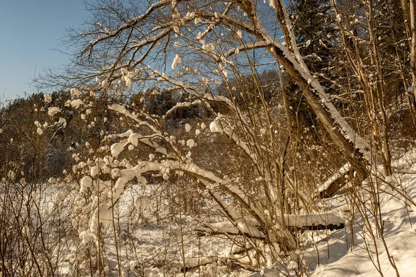 Floresta Mágica Inverno Com Árvores Sob Cobertura Neve Dia Ensolarado — Fotografia de Stock
