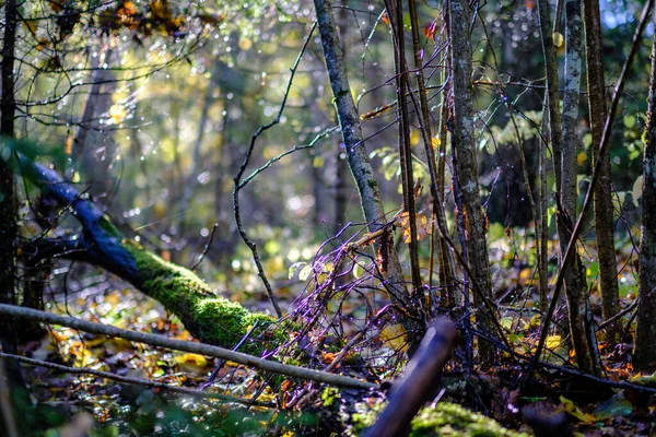 Темний Осінній Ліс Стовбурами Дерев Листя Коричневих Тонах — стокове фото