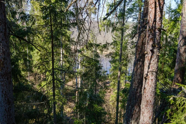 Ηλιόλουστο Παλιό Δάσος Κορμούς Δέντρων Και Ποδοπατήματα Την Άνοιξη Βρύα — Φωτογραφία Αρχείου