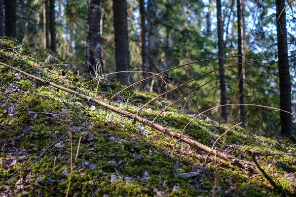 Naturlig Sommar Skog Frodig Med Buskar Trädstammar Och Mossa Marken — Stockfoto
