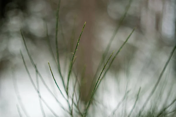 Kleine Takken Bladeren Bevroren Winter Met Wazige Achtergrond Abstracte Textuur — Stockfoto