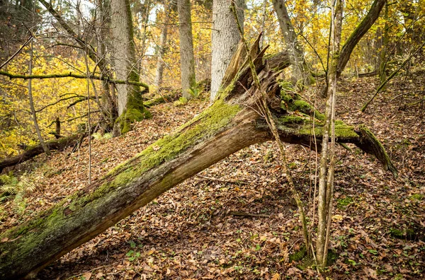 Vieux Tronc Arbre Sec Piétiner Dans Forêt Pour Les Bûches — Photo