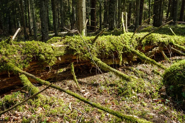 Foresta Naturale Estiva Rigogliosa Cespugli Tronchi Albero Muschio Terra Riserva — Foto Stock