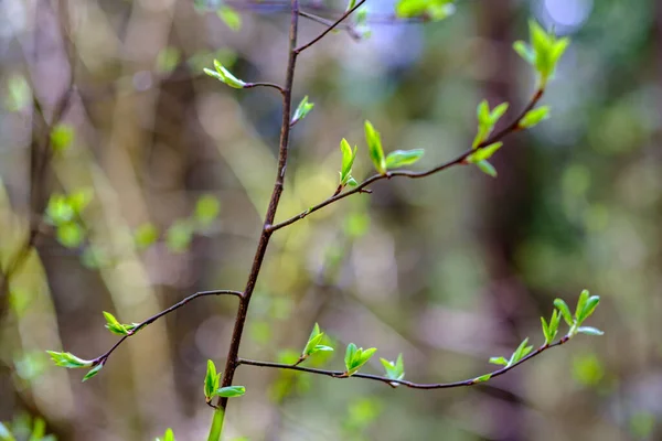 Маленькі Гілки Дерева Навесні Нейтральному Розмитому Фоні Абстрактний Свіжим Зеленим — стокове фото
