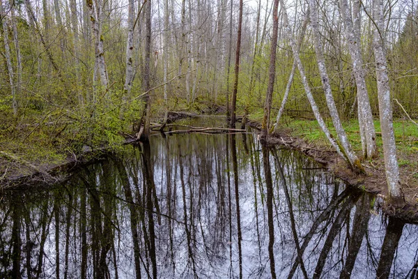 Krajina Les Řeka Modrou Vodou Skály Břehu Jarní Vegetací — Stock fotografie