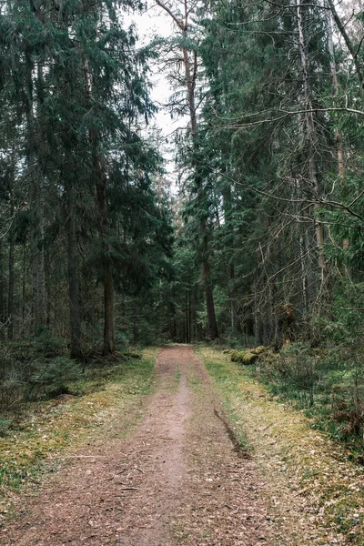 美丽的石子路走在春天的森林里 没有叶子的树 — 图库照片