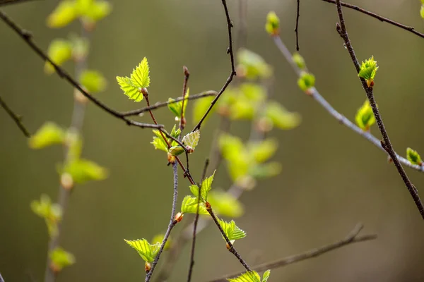 Небольшие Ветки Деревьев Весной Нейтральном Фоне Размытия Абстрактные Свежими Зелеными — стоковое фото
