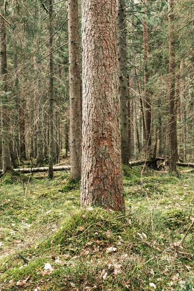 Drzewa Pnia Teksturowane Tło Wiosennym Lesie Bleech Kolorów — Zdjęcie stockowe