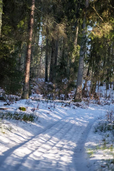 Magisk Vinterskog Med Träd Snötäcke Solig Dag Landet — Stockfoto