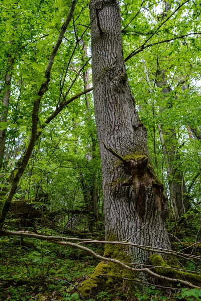 Grande Tronco Albero Vecchio Nella Foresta Ambiente Naturale — Foto Stock