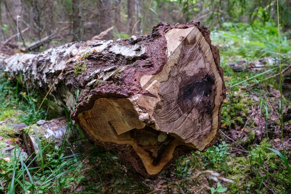 Yosun Yeşil Arka Planlı Orman Sahnesinde Eski Odun Yığını — Stok fotoğraf