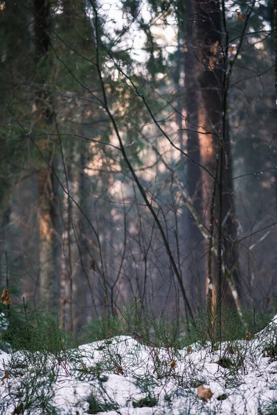 Magisk Vinterskog Med Träd Snötäcke Solig Dag Landet — Stockfoto