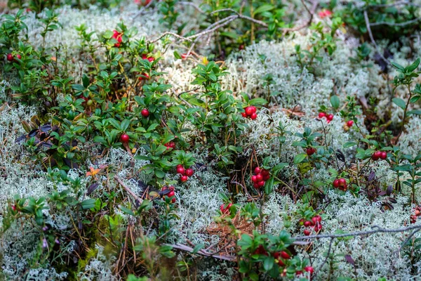 Röda Lingon Grön Skogsbädd Sommarlövverk — Stockfoto