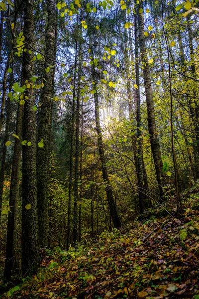 Bosque Oscuro Otoño Con Troncos Árbol Sin Hojas Tonos Marrones — Foto de Stock