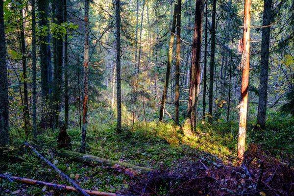Forêt Automne Sombre Avec Troncs Arbres Sans Feuilles Dans Des — Photo