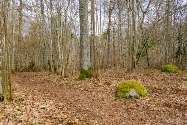Όμορφο Χωματόδρομο Μονοπάτι Στο Δάσος Άνοιξη Δένδρα Χωρίς Φύλλα — Φωτογραφία Αρχείου