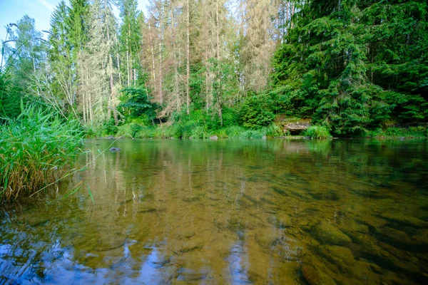 Malowniczy Letni Widok Rzekę Lesie Zielonymi Liśćmi Liści Drzew Niskiej — Zdjęcie stockowe