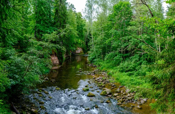 Маленький Річковий Струмок Літньому Зеленому Лісі Скелями Низькою Водою — стокове фото