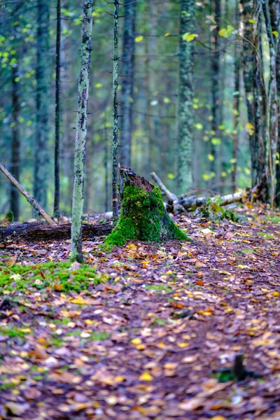Туристическая Тропа Лесу Осенью Желтыми Опавшими Листьями Тропе — стоковое фото