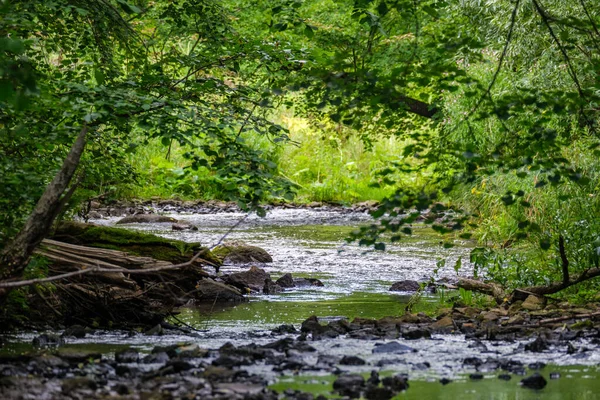 Långsam Skogsflod Sommargröna Skogar Med Klippor Bäcken Och Små Vattenfall — Stockfoto