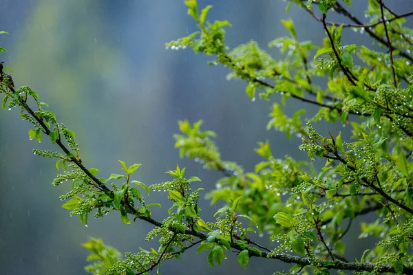 Våta Våren Träd Löv Neutral Grön Oskärpa Bakgrund Trädgårdsscen — Stockfoto
