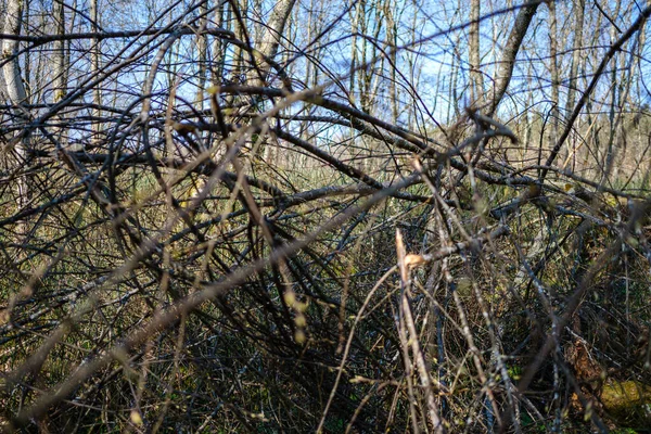 Soleado Bosque Viejo Con Troncos Árboles Pisadas Primavera Troncos Cubiertos — Foto de Stock