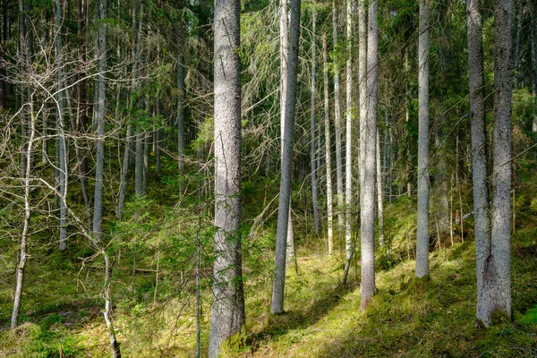 Bosque Natural Verano Exuberante Con Arbustos Troncos Árboles Musgo Suelo — Foto de Stock