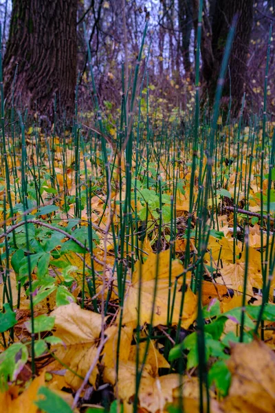 Astratto Autunno Colorato Petterna Foglia Natura Con Sfondo Sfocato Colori — Foto Stock