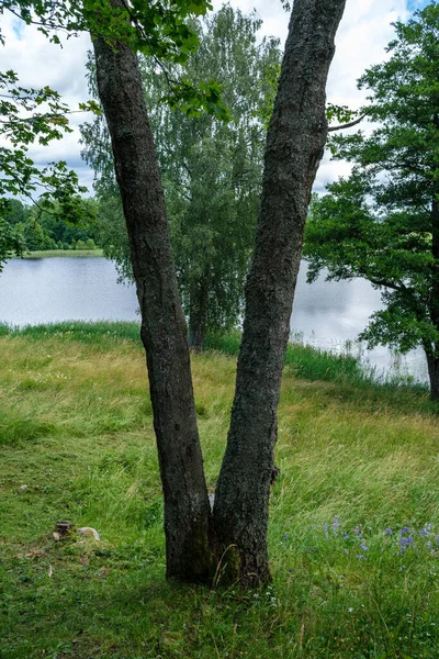 Großer Alter Baumstamm Wald Natürlicher Umgebung — Stockfoto