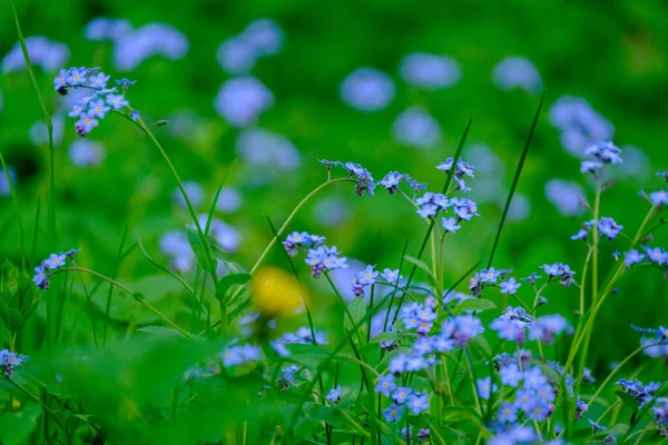 Prairie Été Vert Texture Abstraite Avec Des Fleurs Herbe — Photo