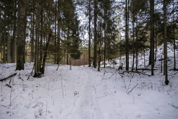 Zauberhafter Winterwald Mit Bäumen Unter Einer Schneedecke Sonniger Tag Land — Stockfoto
