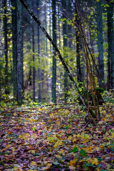 Abstrato Outono Colorido Folha Pettern Natureza Com Fundo Borrão Cores — Fotografia de Stock