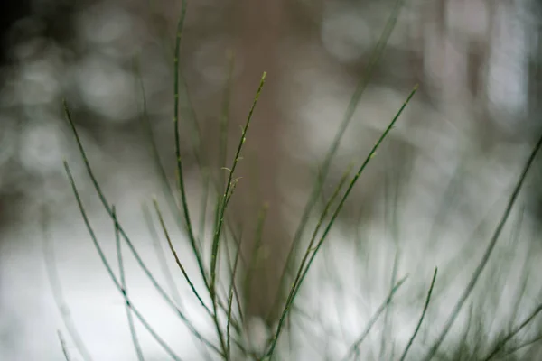 Piccoli Rami Albero Foglie Congelati Inverno Con Sfondo Sfocato Texture — Foto Stock