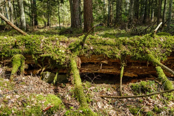 Foresta Naturale Estiva Rigogliosa Cespugli Tronchi Albero Muschio Terra Riserva — Foto Stock