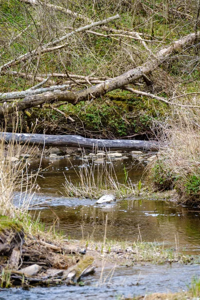 Countryside Forest River Blue Water Rocks Shore Spring Vegetation — Stock Photo, Image