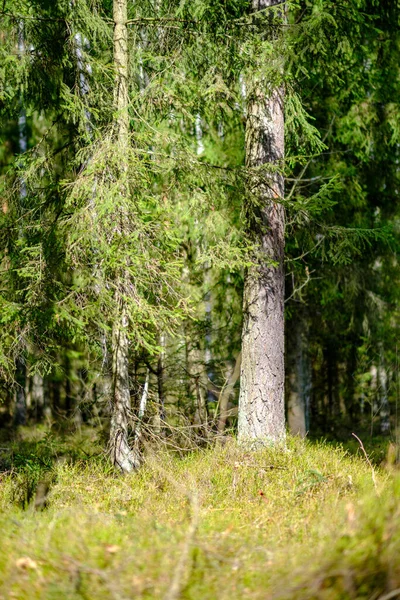 Baharda ağaç gövdeleri ve tepeleri olan güneşli eski orman, güneş ışınlarıyla kaplanmış yosunlar.
