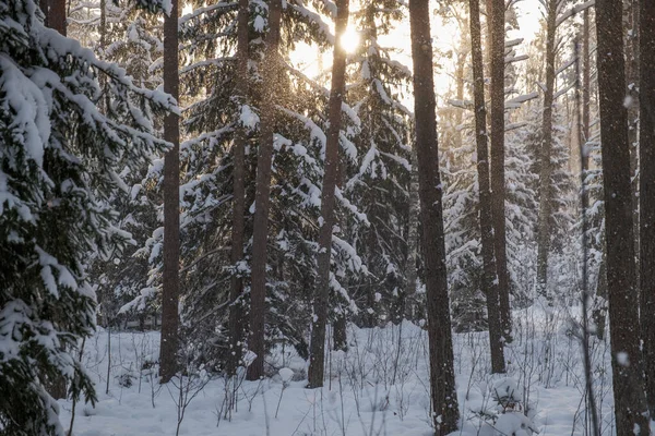 Ściana Pnia Drzewa Lesie Zimowym Pokryta Śniegiem Słońcem Świecącym Przez — Zdjęcie stockowe