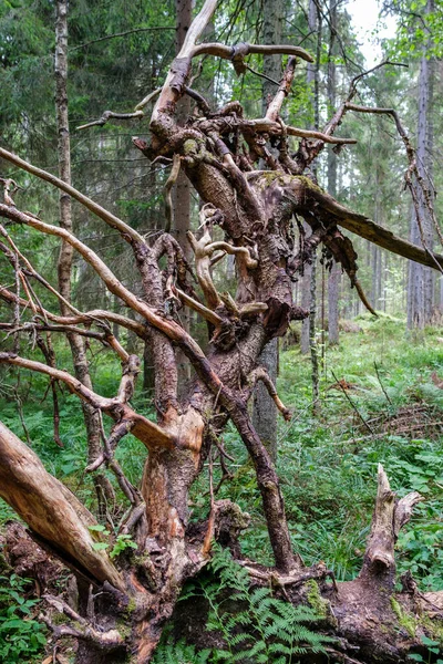 Torka Gamla Trädstammar Och Rötter Kvar Skogen Timmer Trä Naturligt — Stockfoto