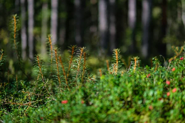 Mirtilli Rossi Nel Letto Verde Della Foresta Nel Fogliame Estivo — Foto Stock