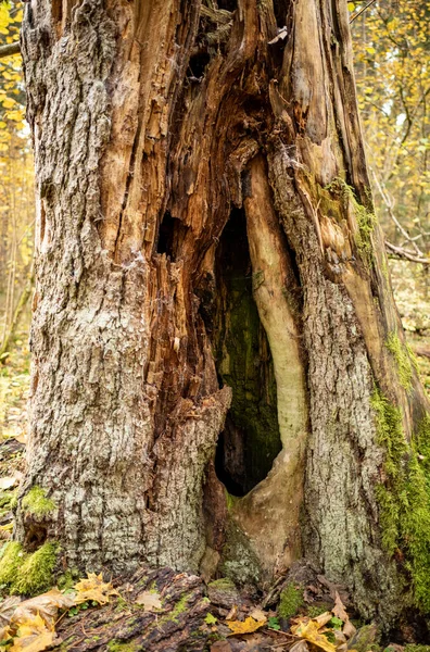Старый Сухой Ствол Дерева Топчет Лесу Древесины Камина — стоковое фото