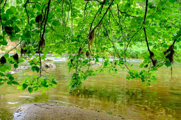 Vacker Sommar Flod Utsikt Skogen Med Gröna Lövträd Löv Och — Stockfoto