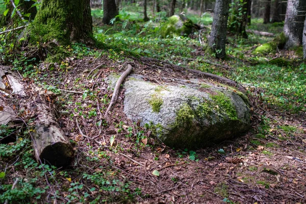 Grosses Pierres Dans Forêt Sauvage Avec Mousse Des Fissures Temps — Photo